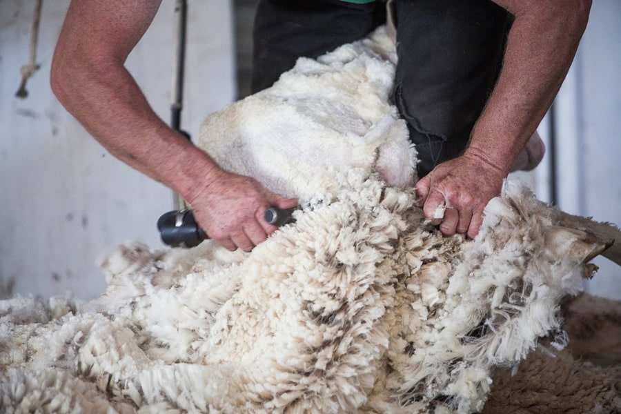 Lavorazione e preparazione della pelle Ovina